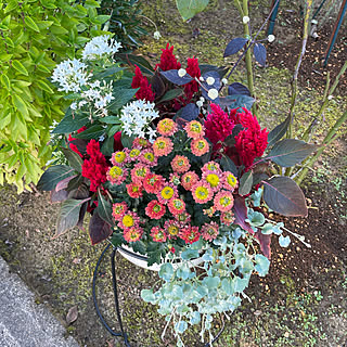 寄せ植え/玄関前/南の窓辺/快晴28℃/秋の花模様替え...などのインテリア実例 - 2021-09-29 08:34:55