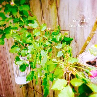 玄関/入り口/お庭☻/バラ好き/雨の後の晴れ間♡/植物...などのインテリア実例 - 2014-08-20 19:02:24