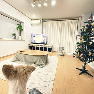 縦長の部屋/こたつ/ケーラー オマジオ/ペットと暮らすインテリア/犬のいる暮らし...などのインテリア実例 - 2021-11-10 16:58:12