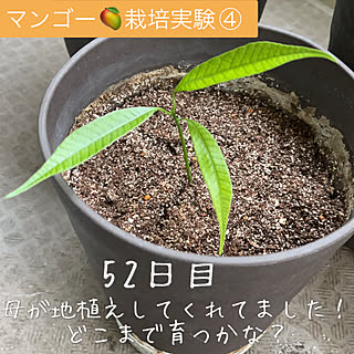 キッチン/植物/ガーデニング/キッチン/水耕栽培...などのインテリア実例 - 2023-09-02 09:32:35