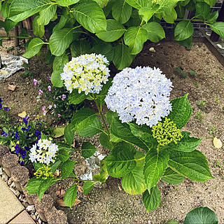 万華鏡/万華鏡 紫陽花/あじさい/庭/部屋全体のインテリア実例 - 2022-06-04 09:46:07