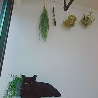 暮らしを楽しむ/猫ちゃんが大好き❤/猫たちと暮らす/観葉植物/壁/天井のインテリア実例 - 2020-03-26 13:34:37