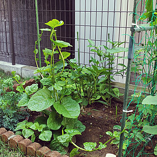 つる紫/庭/家庭菜園のインテリア実例 - 2019-06-13 08:07:24