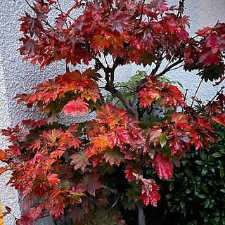 モミジ紅葉/灯りのある暮らし/心地良い暮らし/ていねいに暮らす/好きな物に囲まれて...などのインテリア実例 - 2022-11-28 09:18:38