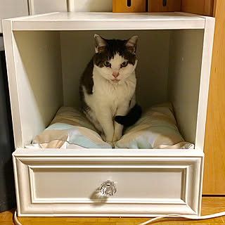 猫ベッドdiyのインテリア 手作りの実例 Roomclip ルームクリップ