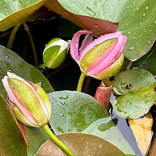 癒し/庭の草花/初夏の花/植物のある暮らし/睡蓮鉢...などのインテリア実例 - 2023-05-26 21:16:16