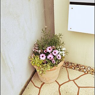 玄関/入り口/植物のインテリア実例 - 2016-03-24 21:29:43