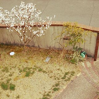 玄関/入り口/庭/サクランボの木のインテリア実例 - 2017-03-26 16:50:27