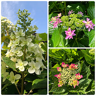 ちいさな庭/癒しのお花/5種類の紫陽花/今年も綺麗に咲いてくれてありがとう/ガーデニング...などのインテリア実例 - 2020-06-03 08:18:22