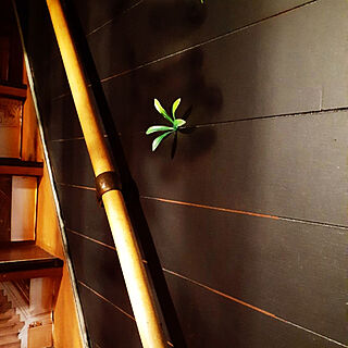壁/天井/DIY/DAISOグリーン/階段横塗装/Amazon...などのインテリア実例 - 2020-05-09 13:36:42