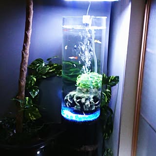 手作り水槽のインテリア実例 Roomclip ルームクリップ