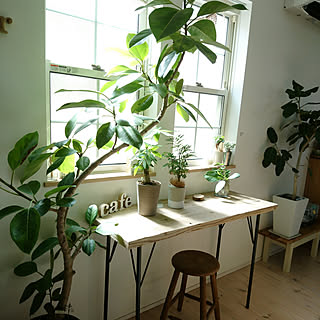 観葉植物 窓際ディスプレイのおしゃれなアレンジ 飾り方のインテリア実例 Roomclip ルームクリップ