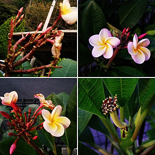 玄関/入り口/南国植物/Hawaii好き/くつろぎ/花...などのインテリア実例 - 2020-10-11 02:39:21