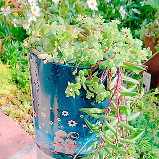 棚/観葉植物/グリーン/雑貨/多肉植物...などのインテリア実例 - 2023-10-28 00:24:31