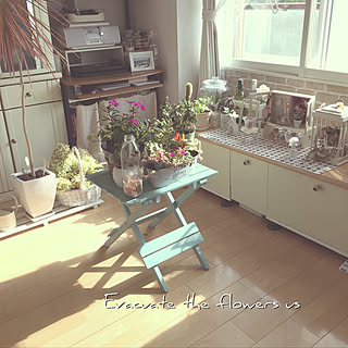 部屋全体/観葉植物♡/VIORA ちゃんのライムライトドライ/優しい時間+..・* ❁/いつも 素敵✨なコメントありがとう❤️...などのインテリア実例 - 2017-09-20 09:31:52