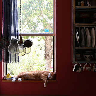 しゃぼんランプ/窓辺の猫/窓辺の風景/猫のいる暮らし/猫と暮らす...などのインテリア実例 - 2020-06-13 08:37:41
