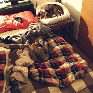 ベッド周り/猫/立ち耳スコ/猫と暮らす/猫のための家...などのインテリア実例 - 2020-03-28 17:47:13