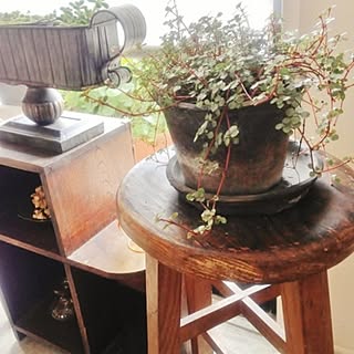 お出かけ/カフェ/古小家具/古木のシェルフ/観葉植物...などのインテリア実例 - 2013-07-02 20:50:35