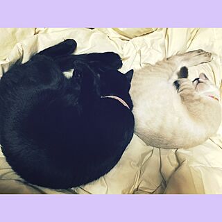 ベッド周り/白猫/黒猫/猫/ねこのインテリア実例 - 2015-11-30 22:47:02