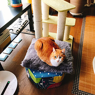 部屋全体/牛乳パックスツール/ねこと暮らす/茶トラハチワレ ペコです/キャットタワーのインテリア実例 - 2018-04-11 09:33:46