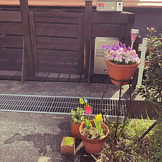 チューリップ咲いた/ビオラ満開/ご近所さんが植えてくれる花/玄関/入り口のインテリア実例 - 2021-03-31 08:34:31