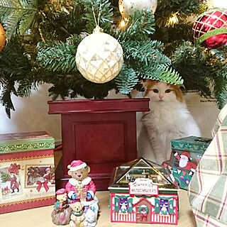 クリスマス/猫とクリスマスツリー/クリスマスツリー/ねこと暮らす。/ライトアップ...などのインテリア実例 - 2018-10-12 09:08:21