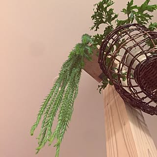 部屋全体/植物/ブルーリコポディウム/コンテスト参加用/ポリポジウム...などのインテリア実例 - 2015-11-09 18:59:13