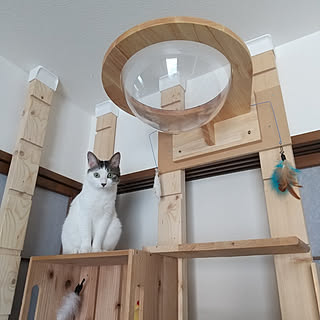 棚/ねこのいる風景/いいね！ありがとうございます♪/キャットタワーDIY/キャットステップ...などのインテリア実例 - 2022-08-21 19:42:33