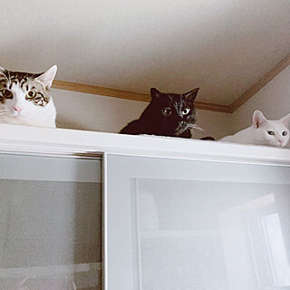キッチン/ねこのいる日常/避難中/保護猫/食器棚のインテリア実例 - 2020-05-20 15:01:19