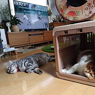 ベッド周り/ねこ/猫が好き/甲子園大好き/インテリアと関係なくてすみません...などのインテリア実例 - 2023-08-19 17:03:44