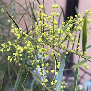 植物のある暮らし/いいね！押し逃げばかりでごめんなさい。/いいねありがとうございます♡/ミモザ/ブリスベーンワトル...などのインテリア実例 - 2022-01-24 21:02:21