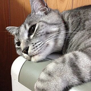 壁/天井/ねこ部/ライくん/実家にて/ねこ...などのインテリア実例 - 2015-06-22 07:12:02