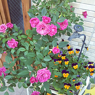 玄関/入り口/ミニバラ/ピンク/かわいい/たくさん咲いてますのインテリア実例 - 2020-05-19 17:02:18