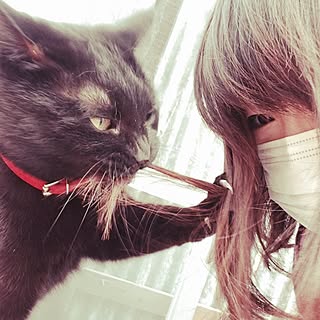 部屋全体/ねこ部に入りたい/インテリアじゃなくてすみません‼︎/猫/黒猫のインテリア実例 - 2014-08-01 22:02:55