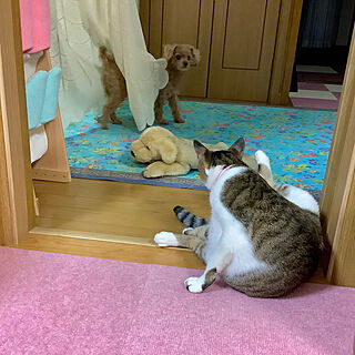 お気に入りのラグ/トイプードルと暮らす/犬と猫のいる暮らし/猫のいる暮らし/玄関/入り口...などのインテリア実例 - 2022-09-14 00:12:55