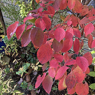 部屋全体/秋/植物のある暮らし/庭仕事が好き/お花が好き...などのインテリア実例 - 2021-11-02 15:34:22