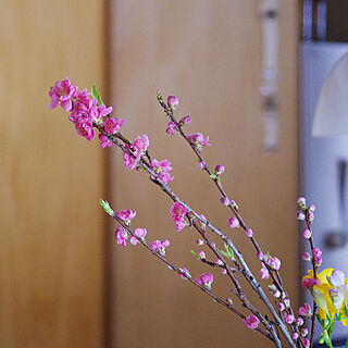 桃の枝/桃の花/暮らしを楽しむ/花のある暮らし/玄関/入り口のインテリア実例 - 2021-03-03 14:59:26