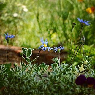 植物/花壇/庭/花/ナチュラルガーデン...などのインテリア実例 - 2016-05-21 20:54:15