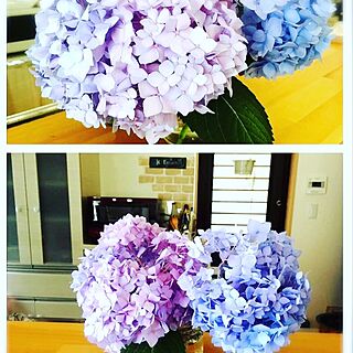 リビング/庭で咲いた紫陽花/ガーデニングのインテリア実例 - 2017-06-06 17:22:01