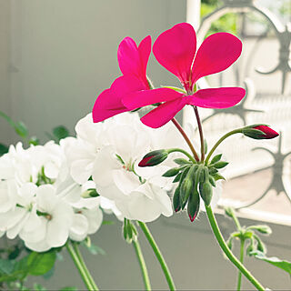 植物のある部屋/かわいい♡/ベランダのお花/日本の夏/良い日...などのインテリア実例 - 2021-05-05 15:10:08