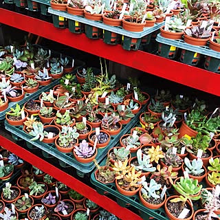 園芸店/ワイルドすぎるw/【植中毒】/観葉植物/多肉植物...などのインテリア実例 - 2015-11-23 14:34:33