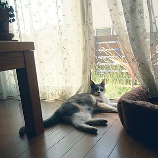 玄関/入り口/ねこ❤️/猫と暮らす。/ガーデニング♡/植物が好き...などのインテリア実例 - 2017-07-08 07:02:29