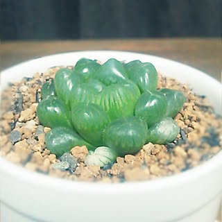 リビング/多肉植物/植物/solxsol/ハオルチア...などのインテリア実例 - 2015-04-06 22:10:20