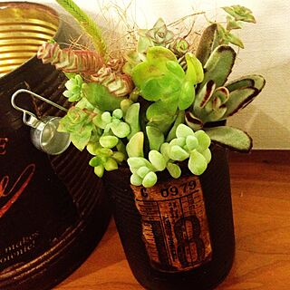 植物/tsubuちゃん☆/リメイク缶/リメ缶/ハンドメイド...などのインテリア実例 - 2014-03-20 23:41:11