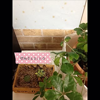 壁/天井/植物/多肉植物/観葉植物/DIY...などのインテリア実例 - 2013-11-26 23:52:15