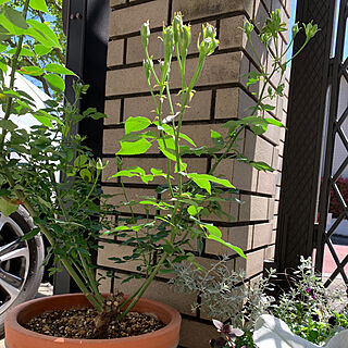 植物のある暮らし/ガーデニングが好き/はじめてのバラ/グリーンローズ/玄関/入り口のインテリア実例 - 2023-05-11 10:31:05