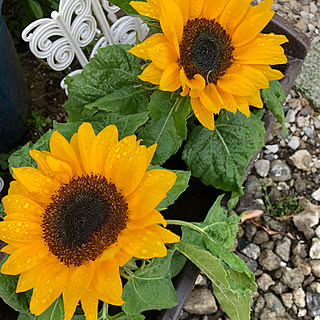 寄せ植え ひまわりのおしゃれなアレンジ 飾り方のインテリア実例 Roomclip ルームクリップ