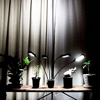 植物育成LEDライト/パキポディウム/観葉植物/カフェ風/インダストリアル...などのインテリア実例 - 2021-10-05 19:50:43