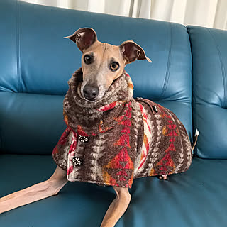 ハンドメイド 犬服のおしゃれなアレンジ・飾り方のインテリア実例 ...