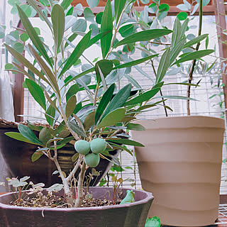 部屋全体/オリーブの実/オリーブの鉢/植物経過観察中♪/植物のある暮らし...などのインテリア実例 - 2018-08-08 11:52:42